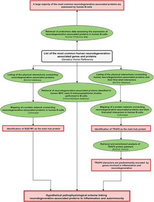 Common Neurodegeneration-Associated Proteins Are Physiologically Expressed by Human B Lymphocytes and Are Interconnected via the Inflammation/Autophagy-Related Proteins TRAF6 and SQSTM1